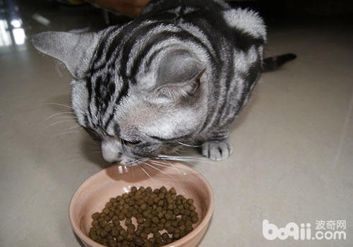 猫咪靠味觉辨认有害食物？