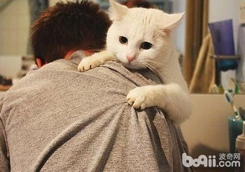 猫咪怎么与咱们沟通？