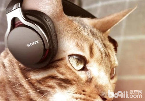猫咪喜爱听音乐吗？