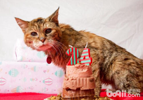 怎么让猫咪活的更持久