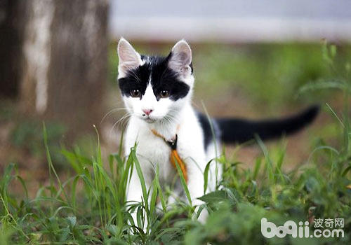 猫咪的生计才能终究有多强