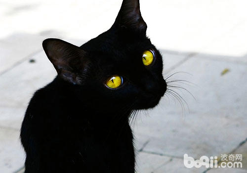 为什么黑猫常遭人轻视？
