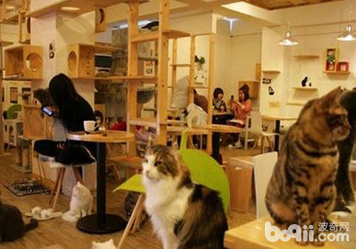 以猫咪为噱头的餐厅酒店出路光亮？
