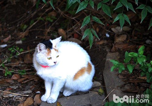 怎样避免猫咪捕杀小动物
