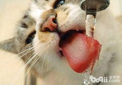 猫咪饮水器的效果及运用办法