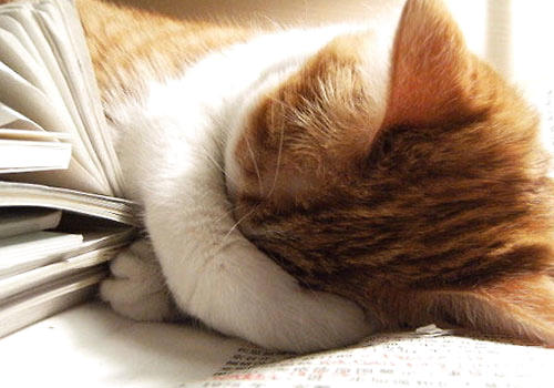 怎么做到猫咪和人睡觉时不相互打扰