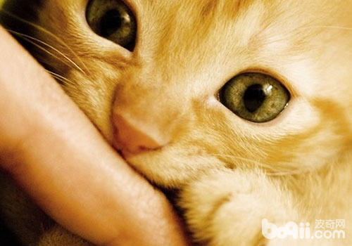 被家养猫咬了需求打疫苗吗？