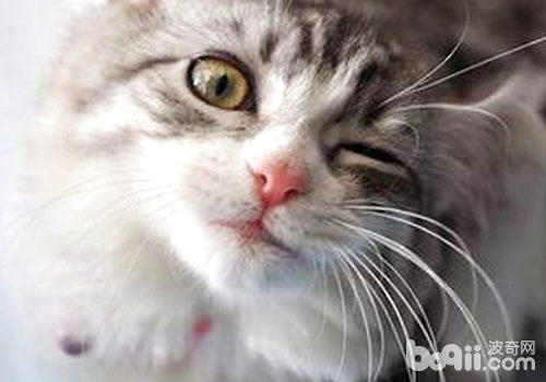 猫咪究竟会不会眨眼睛？