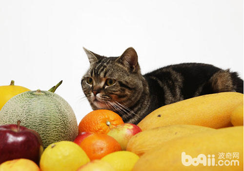 猫咪能吃哪些生果？