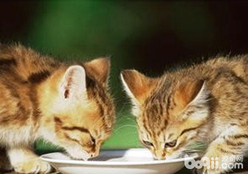 关于猫咪养分与喂食的一些问题