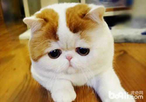 猫咪痛苦的体现（一）