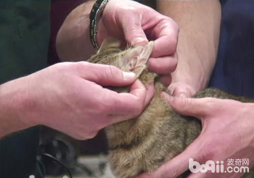 浅谈猫咪美容保健的几大关键