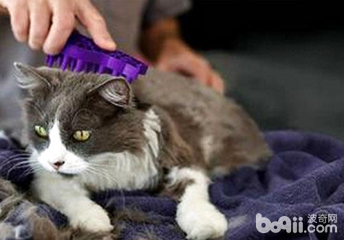 浅谈猫咪美容保健的几大关键