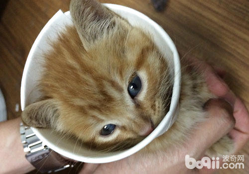 迷你宠物茶杯猫怎样养？