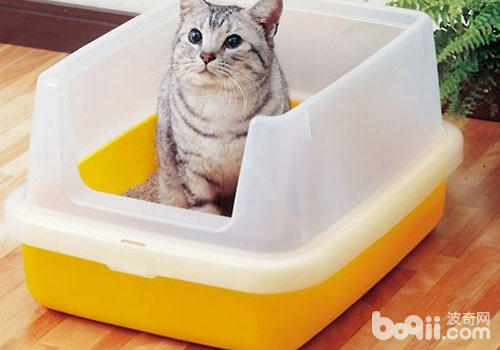 猫砂盆怎样练习猫咪运用？
