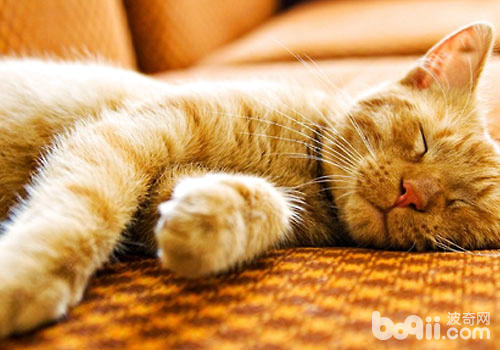  睡觉真的是猫咪的喜好？