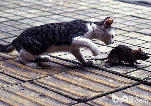 抓老鼠是猫咪与生俱来的身手？