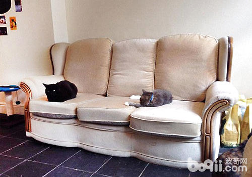 在家怎样打造爱猫合适日子环境？