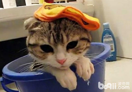 猫咪洗澡沐浴露怎样挑选？有哪些注意事项？