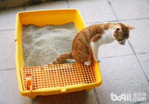 猫砂怎样运用才能让猫咪觉得舒适？