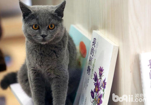 猫咪图书馆：既能借书，也能借猫？