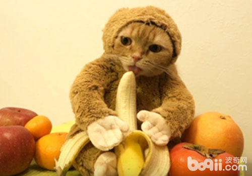 猫咪新式打扮技巧：猴年扮猴