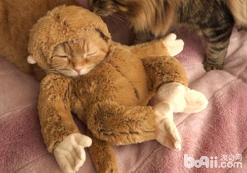 猫咪新式打扮技巧：猴年扮猴