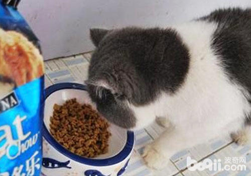 猫咪有必要吃猫粮？