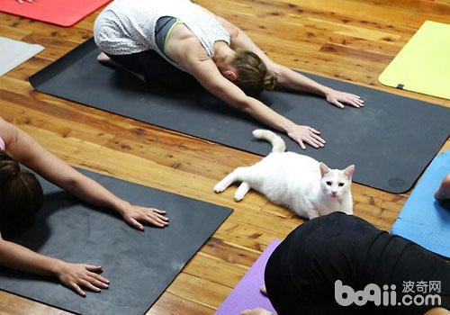 瑜伽：猫咪健身新办法