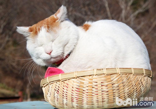 哀痛的故事:猫咪为什么吃多长不胖?