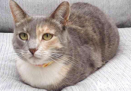 姿态感人：猫咪为什么喜爱蹲着？