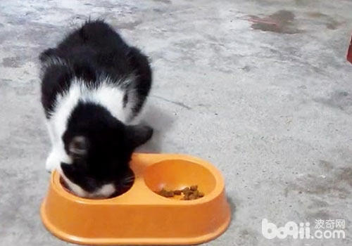 不要让猫咪养成坏的进食习气