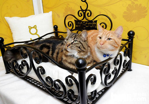 猫咪酒店:具有的不只仅是奢华享用