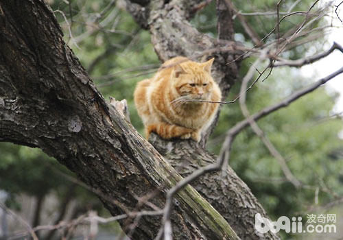 快春节了，不要让猫咪受鞭炮声影响