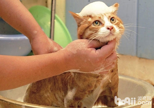 洗澡神器：让猫咪洗澡变得简略风趣