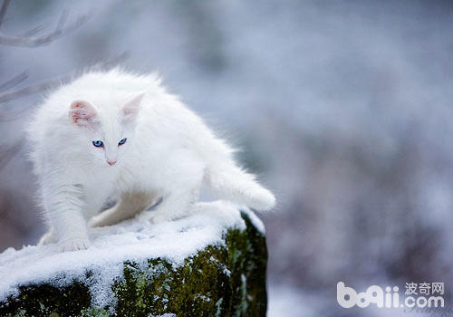 英勇的狩猎者——挪威森林猫