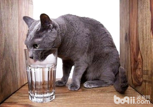 冬季怎么让猫咪纵情喝水