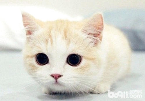 谁说养猫仅仅消遣，养猫有这些优点你知道吗？