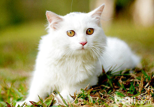 山东狮子猫有哪些种类