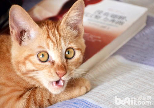 不要小看你家猫咪，它或许是物理大师？