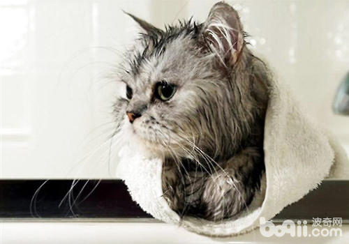 一种猫咪免水干洗的办法