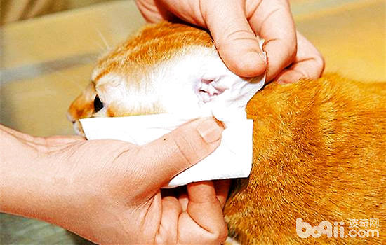 猫咪清洁你疏忽了哪些当地？