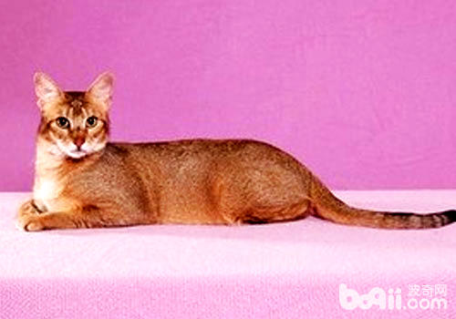 希姆利克猫和曼岛猫有什么联系？