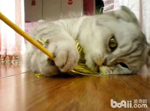 运用逗猫棒的技巧