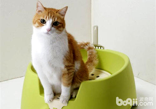 猫咪随地大小便？猫砂盆放错当地啦！