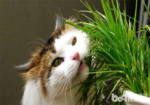 多大的猫咪能够喂猫草？