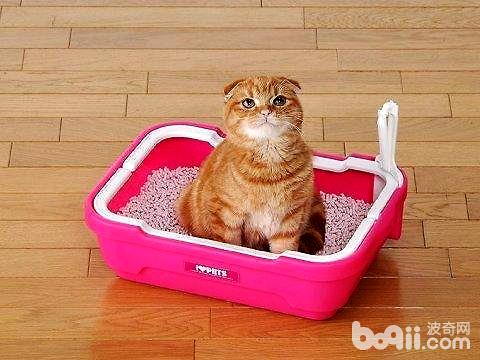猫厕所该用什么整理
