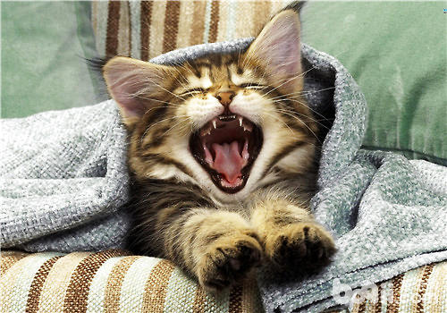 猫咪用猫抓板磨爪子的效果剖析