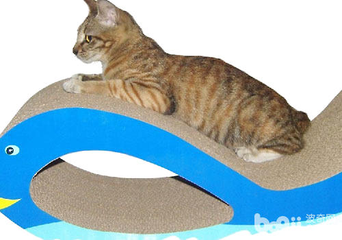 怎么让猫运用猫抓板