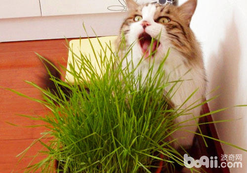 猫草对猫咪有什么协助